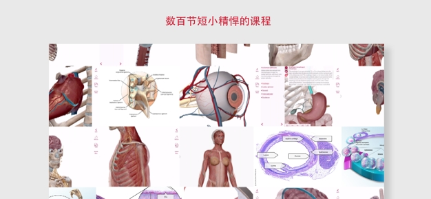 解剖和生理学图1