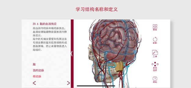 解剖和生理学图3