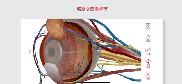 解剖和生理学图2