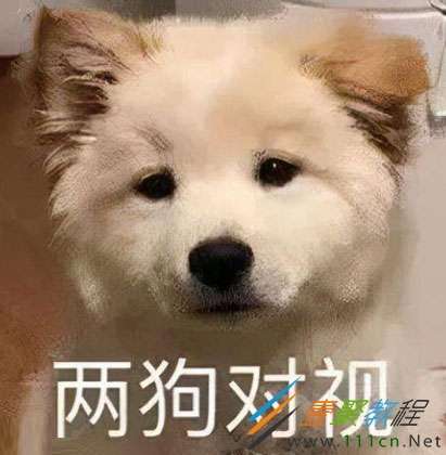 两狗对视是什么梗 两狗对视是什么意思