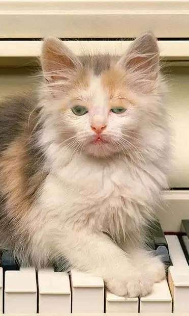 小猫壁纸图1