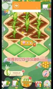 飘香玉米田红包多多图2