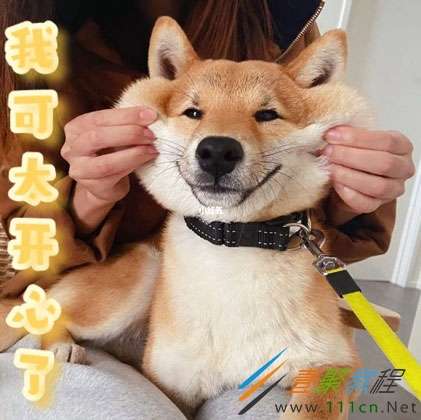 人柴是什么梗 人柴是什么意思