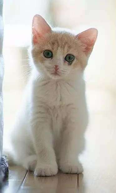 小猫壁纸图2