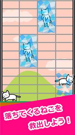 猫猫生活图4