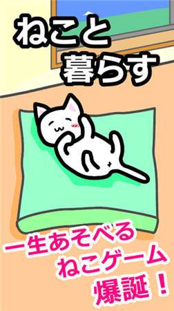 猫猫生活图1
