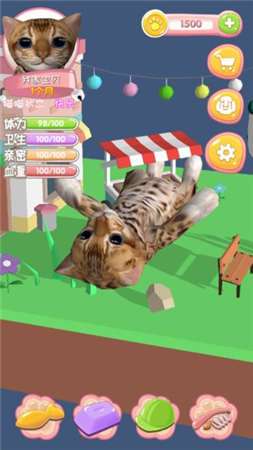 我家喵喵图1