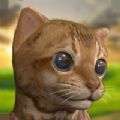我可爱的小猫