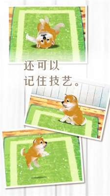 养育柴犬的治愈图1
