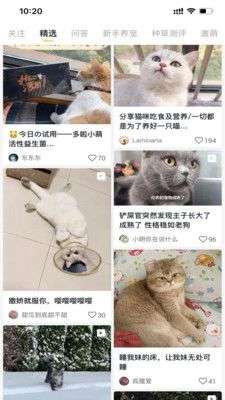 小萌猫图1