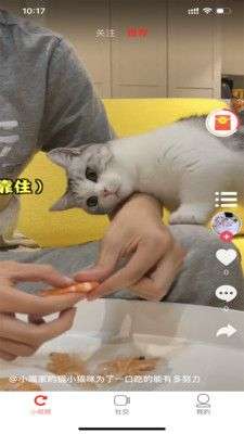 小萌猫图3