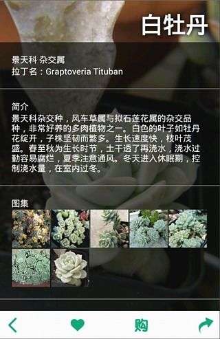 多肉植物图3