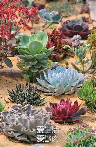 多肉植物图2