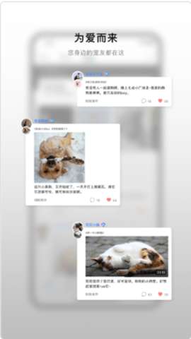 小它宠物图1
